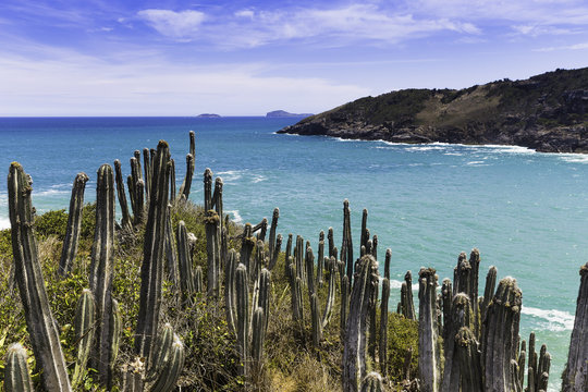 View of cacti and coast at Boca da Barra, Buzios, Rio de Janeiro, Brazil
