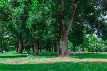 Green trees in Park