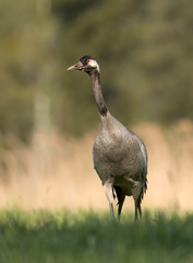 Common crane (Grus grus)