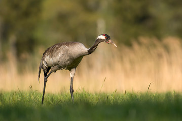 Common crane (Grus grus)