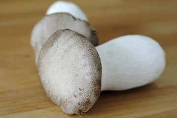 Kräuterseitling (Pleurotus eryngii)