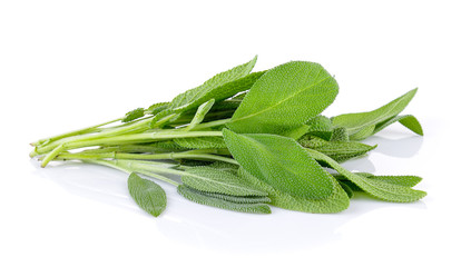 Fototapeta premium Sage plant on a white background