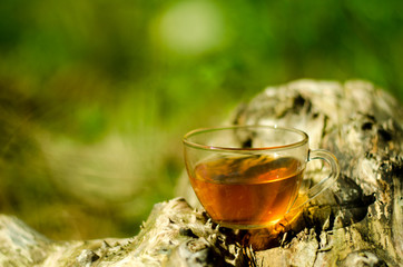 perfect cup green tea in the nature