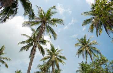 Fototapeta na wymiar coconut tree in the island.