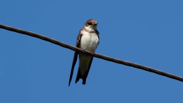 Alpine Swift