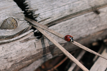 single ladybug on a branch