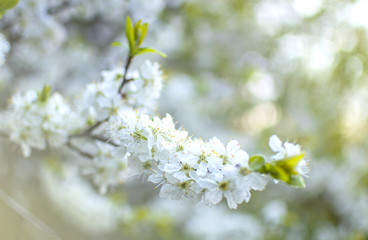 blooming cherry trees