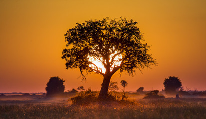 Naklejka premium Drzewo o zachodzie słońca w Botswanie. Delta Okawango. Afryka