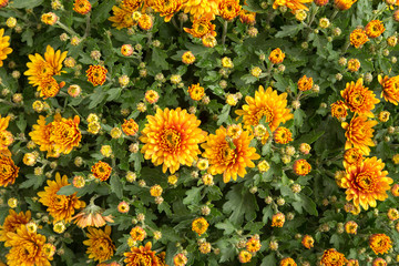Herbstchrysantheme