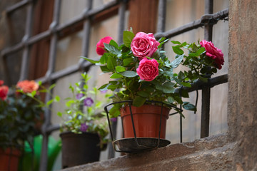 roses in the pot
