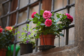 Naklejka premium roses in the pot