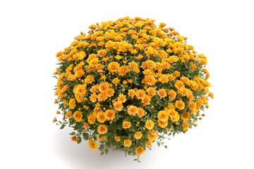 Herbstchrysantheme
