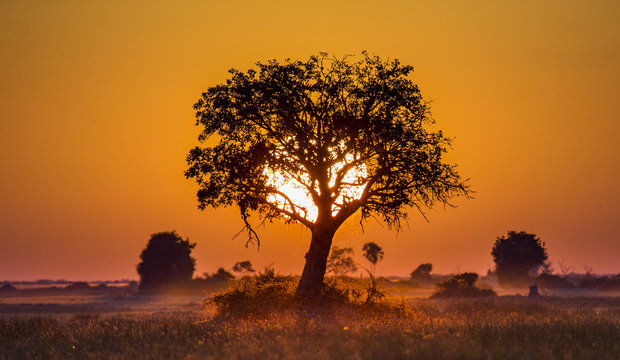 Fototapeta Drzewo o zachodzie słońca w Botswanie. Delta Okawango. Afryka