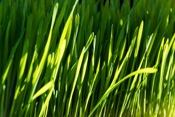 Fresh and healthy wheat grass 