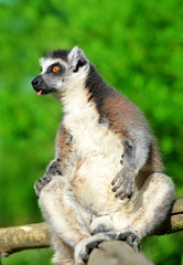 Portrait of a ring-tailed lemur (Lemur catta)