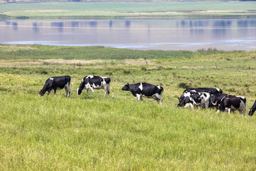 Cattle in green pastures