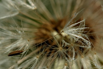 Dewy Dandelion Seed