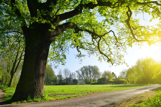 Big oak tree in the park. Spring landscape.