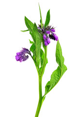 Comfrey (Symphytum officinale) isolated on white background, plant used in medicine. - obrazy, fototapety, plakaty