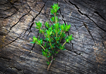 Fresh organic thyme on a wooden background