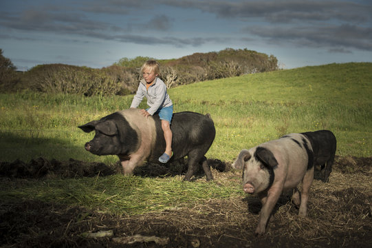 Young boy riding large pig on hillside