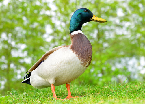 Wild duck or mallard on green grass. Wildlife photo.