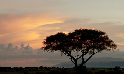 Sunset  in Murchisons Falls National Park. Africa. Uganda