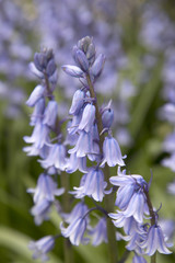 Bluebells in English Park