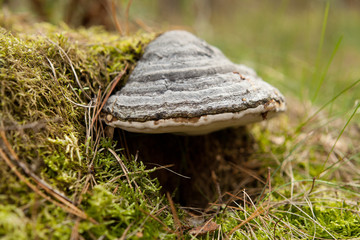 bracket fungus