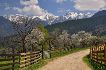 Fototapeta na wymiar Beautiful spring landscape with blooming trees and snow covered mountain peaks, in the transylvanian hills, Romania
