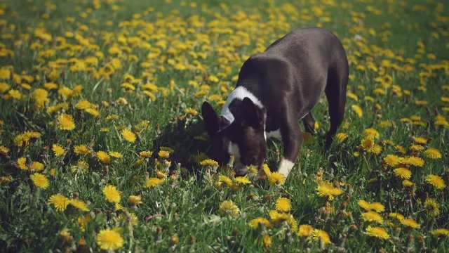 Boston Terrier Dog Sniffing Flowers in Field of Dandelions