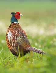 Ringneck Pheasant (Phasianus colchicus)