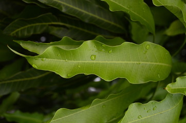 Line pattern on leaves that occur naturally.