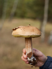 wild food foraging  - picking up porcini mushrooms