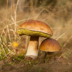 boletus - edible wild mushroom © JoannaTkaczuk