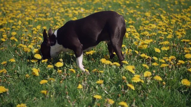 Boston Terrier Puppy Dog Walking in Flower Field Smelling Yellow Dandelions on Sunny Day