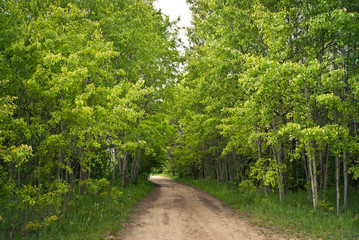 Fototapeta premium Droga w lesie