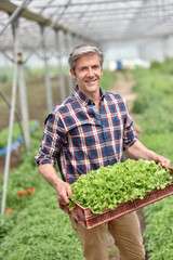 Farmer in greenhouse holding tray of organic plant