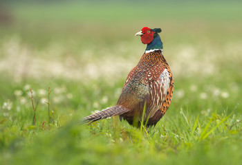 Ringneck Pheasant (Phasianus colchicus)