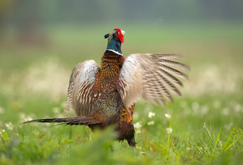 Fototapeta premium Ringneck Pheasant (Phasianus colchicus)
