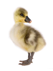 chicken goose