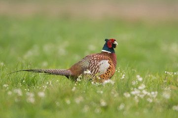 Ringneck Pheasant (Phasianus colchicus)