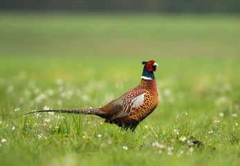 Ringneck Pheasant (Phasianus colchicus)