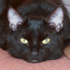Cat lying down on carpet - portrait