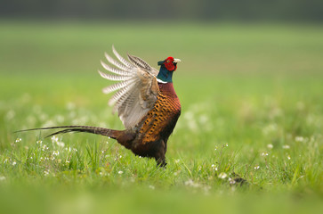 Ringneck Pheasant (Phasianus colchicus)