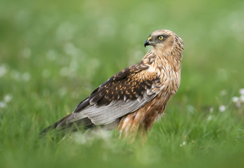 Marsh harrier (Circus aeruginosus) in spring scenery