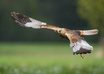 Marsh harrier (Circus aeruginosus) in spring scenery