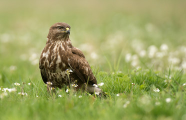 Common buzzard