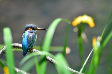 黄菖蒲とカワセミ