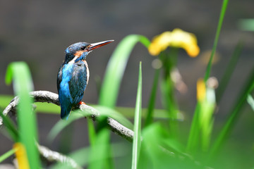 黄菖蒲とカワセミ